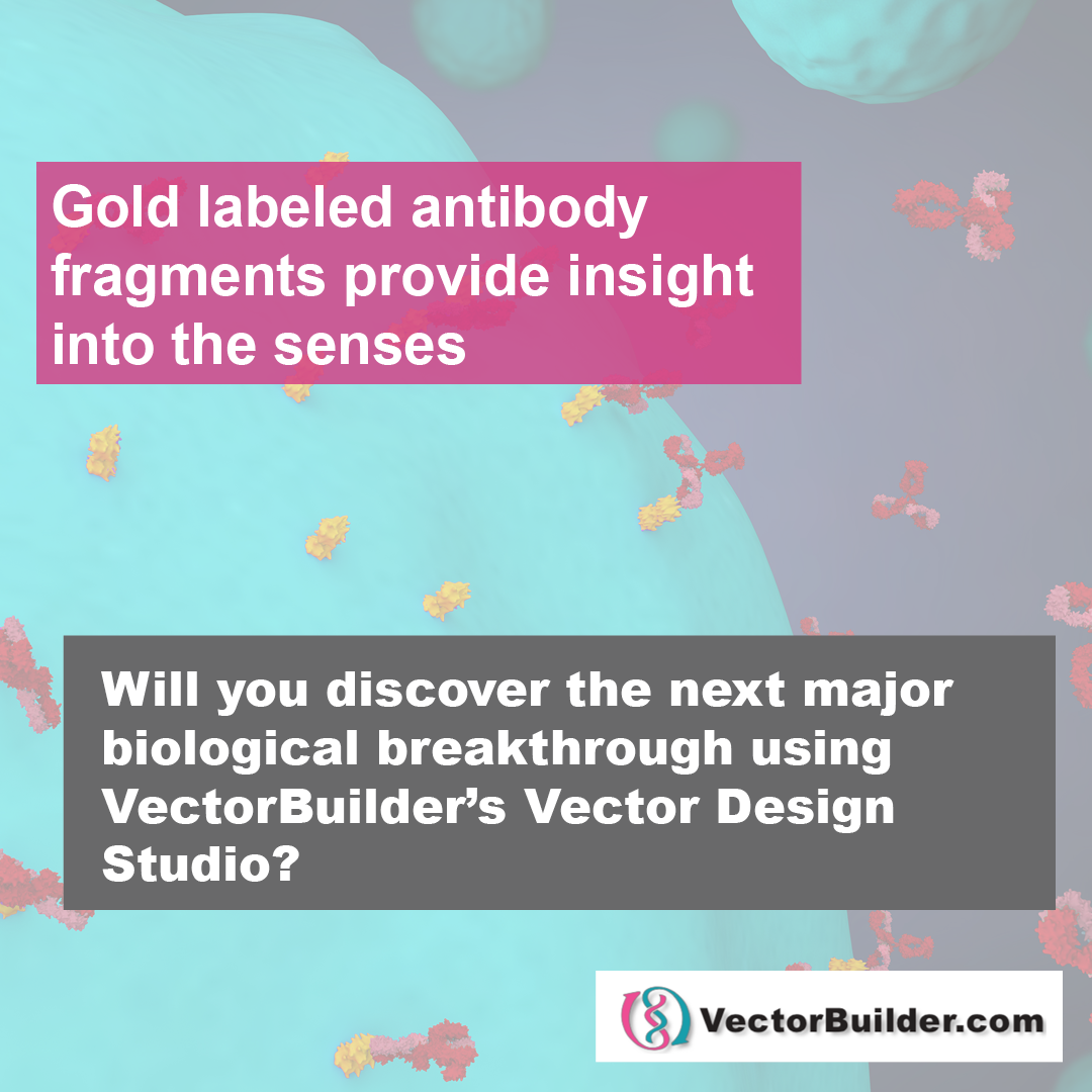 Gold labeled antibody fragments provide insight into the senses